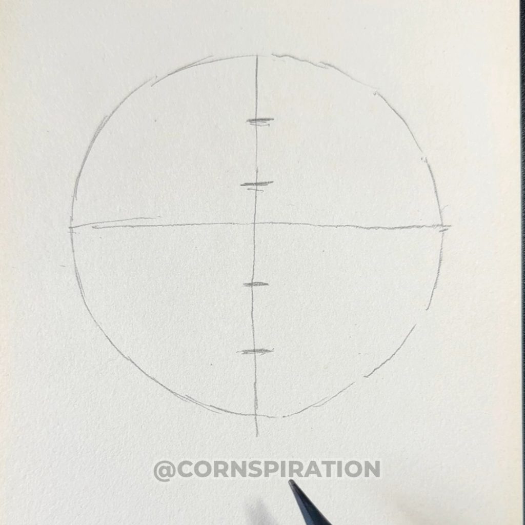 Divisiones verticales para establecer las proporciones de la cabeza
